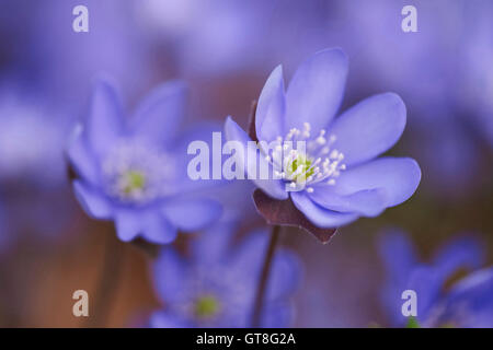 Close-up di Hepatica comune (Anemone hepatica) sboccia nella foresta in primavera, Baviera, Germania Foto Stock