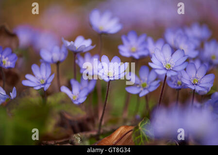 Close-up di Hepatica comune (Anemone hepatica) sboccia nella foresta in primavera, Baviera, Germania Foto Stock