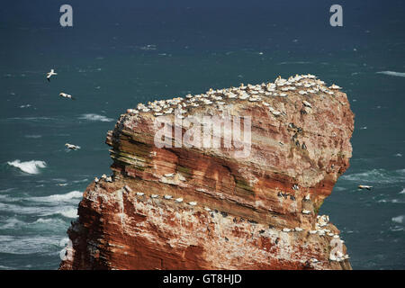 Stack di mare nel Mare del Nord lungo la costa di Helgoland di nidificazione di uccelli marini, settentrionale sule e murres comune, Germania settentrionale Foto Stock