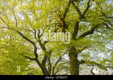 Rami della Quercia a molla, Hesse, Germania Foto Stock