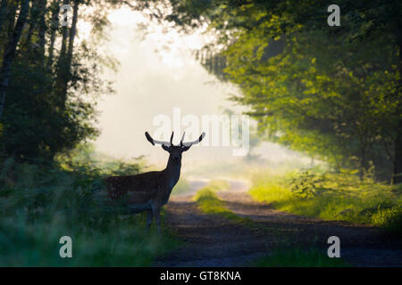 Silhouette maschile di daini (Cervus dama) nel Bosco nebbioso, Hesse, Germania Foto Stock