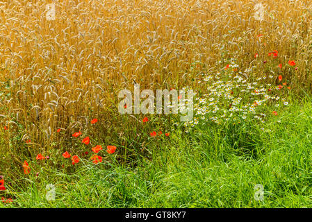 Campo di grano con papaveri e camomilla in estate, Brorfelde, Zelanda, Syddanmark, Danimarca Foto Stock