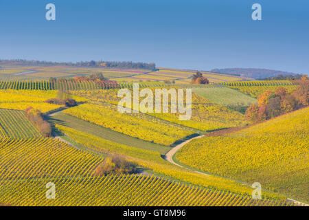 Variopinti vigneti in autunno, Volkach, Alte Mainschleife, Mainfranken, Franconia, Baviera, Germania Foto Stock