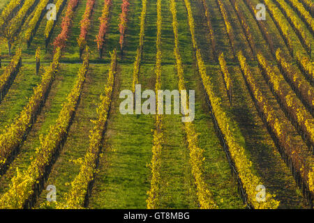 Variopinti vigneti in autunno, Volkach, Maininsel, Alte Mainschleife, Mainfranken, Franconia, Baviera, Germania Foto Stock