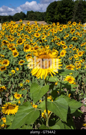 Campo di allegri girasoli in giardino vicino Bloomfield, New York, USA, pa giallo oro verticale api da giardino isolato confine estivo verticale agricoltura Foto Stock