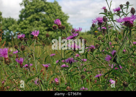 Fiordaliso maggiore (Centaurea scabiosa) fiori in un prato Foto Stock