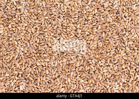 Texture di sfondo di sano mondati farro perlato semi di grano una specialità raccolto cresciuto in parti di Asia ed Europa, in particolare Foto Stock