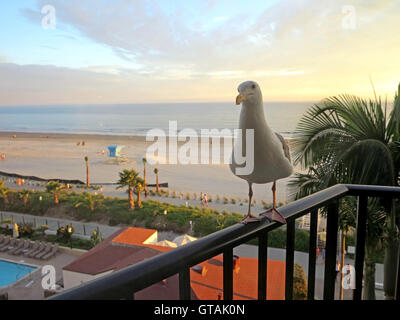 Un gabbiano in piedi su una ringhiera al tramonto Foto Stock