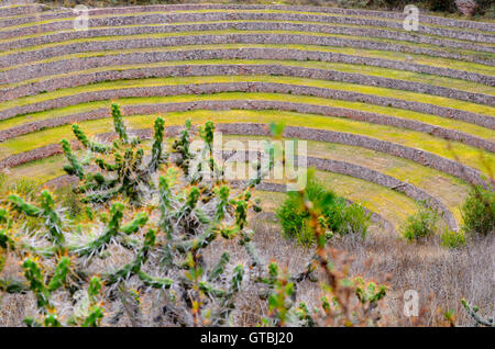 Antica circolare Inca terrazzamenti agricoli a Moray usato per studiare gli effetti delle diverse condizioni climatiche sulle colture Foto Stock