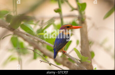 Nana africana-kingfisher (Ispidina picta) appollaiato su un ramo guardando la telecamera Foto Stock