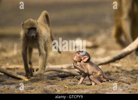 Baby Chacma Baboon (Papio ursinus) in piedi nel fango di bere mentre la madre resta vicino Foto Stock