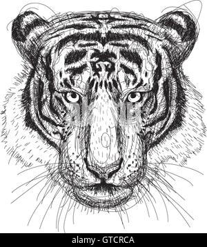 Testa di tigre Sketchy, vettore line art tiger testa. Illustrazione Vettoriale