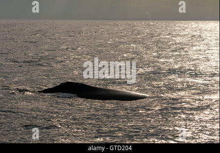 Humpback Whale, Banca Stellwagon National Marine Sanctuary, Massachusetts Foto Stock