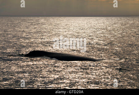 Humpback Whale, Banca Stellwagon National Marine Sanctuary, Massachusetts Foto Stock