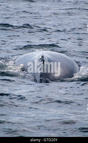 Humpback Whale, Banca Stellwagon National Marine Sanctuary, Massachusetts Foto Stock