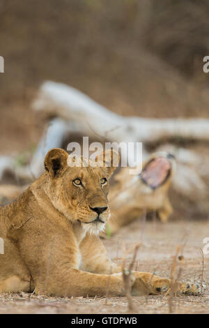 Due femmina lion (Panthera leo) profilo Foto Stock