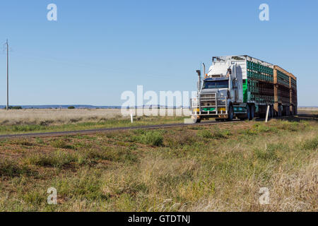 Road train / semi-rimorchio tenendo al bestiame di mercato in outback Queensland con copyspace Foto Stock