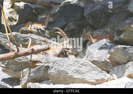 Gruppo di capricorns sulla montagna Foto Stock