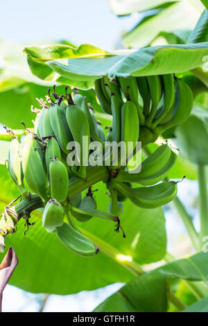 Acerbi mazzetto di banane sul palm. Primo piano immagine. Foto Stock