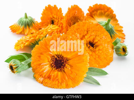 Calendula fiori su uno sfondo bianco. Foto Stock