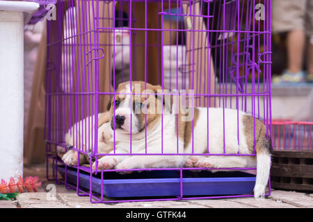 Caged puppy in Cina Foto Stock