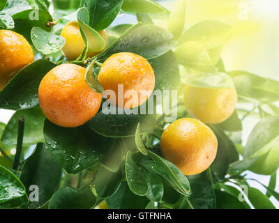 Maturi frutti mandarino sull'albero nella luce del sole. Cielo blu sullo sfondo. Foto Stock