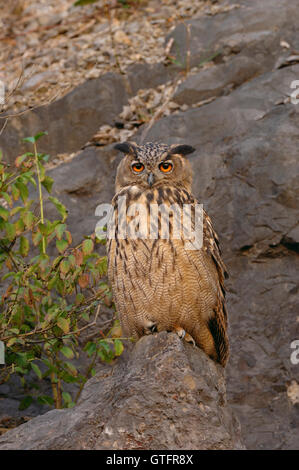 Nord del Gufo Reale / Europaeischer Uhu ( Bubo bubo ) appollaiato sulla sua roccia preferiti in una vecchia cava, la fauna selvatica, Germania. Foto Stock