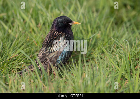 Comuni / Starling stelle ( Sturnus vulgaris ) in splendido splendente metallico abito di allevamento, seduta in erba, guardando intorno a. Foto Stock