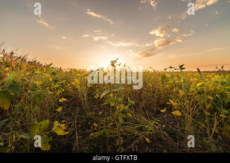 Campo di soia righe in sunset Foto Stock