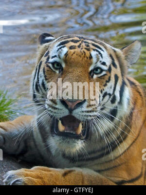 Tigre di Amur (panthera tigris altaica) la balneazione Foto Stock