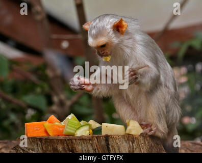 Silvery Marmoset (mico argentatus) alimentazione Foto Stock
