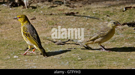 Testa nera Tessitore Bird (ploceus melanocephalus) Foto Stock