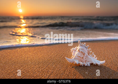 Conchiglia sulla sabbia in spiaggia al mattino presto Foto Stock