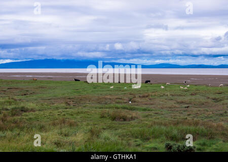 Lowther Hills, Dumfries & Galloway, visto dal Solway Firth, Bowness-on Solway, Cumbria, Inghilterra, con bestiame al pascolo Foto Stock