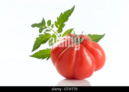 Cimelio di pomodoro, grandi close-up tutto su sfondo bianco Foto Stock