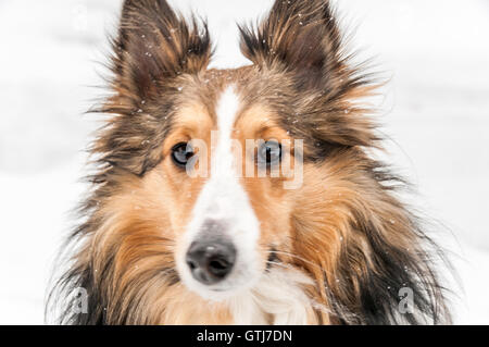 Closeup ritratto di un maschio di tre sheepdog a colori su sfondo bianco Foto Stock