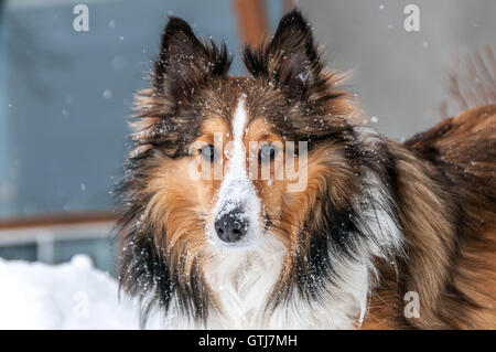 Closeup ritratto di un maschio di tre sheepdog a colori su sfondo bianco in inverno Foto Stock