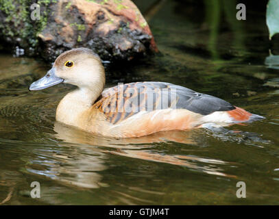 Sibilo minore Duck a WWT Slimbridge nel maggio 2016. Foto Stock