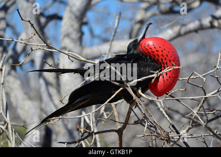 Questo maschio adulto di grande frigatebird è visualizzando il suo gonfiato golare sac Foto Stock