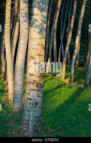 Alberi di pioppo / tronchi di alberi cresciuti in ordinate righe e colonne per la silvicoltura / fonte sostenibile di legname. Foto Stock