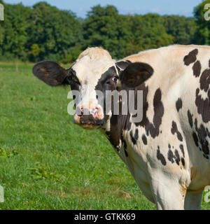 mucca dell'Holstein Foto Stock