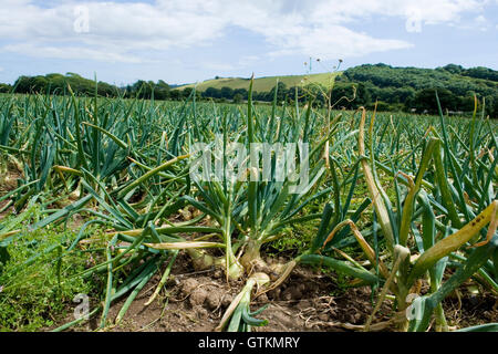 Cipolle in crescita in campo Foto Stock