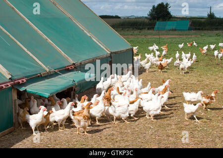 Polli ruspanti uscente del capannone di pollo Foto Stock