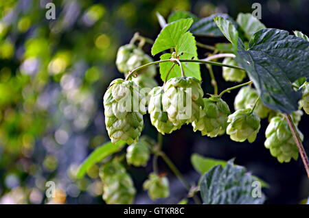 Wild coni di luppolo appesi in tarda estate sun Foto Stock
