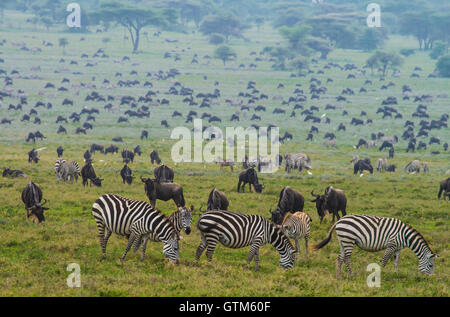 Zebre e GNU in numero massiccio durante la migrazione nel Parco Nazionale del Serengeti. Foto Stock