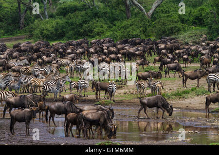 Gnu e zebre bere da una piccola corrente durante la migrazione. Parco Nazionale del Serengeti, Tanzania. Foto Stock