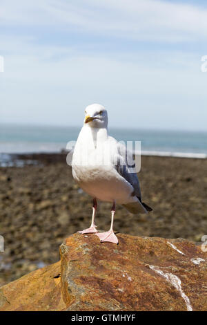 Seagull su una roccia a guardare la fotocamera Foto Stock