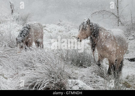 Tutoli gallese foraggio per alimentare in una bufera di neve Foto Stock