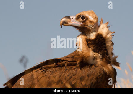 Il cinereous vulture (Aegypius monachus), ritratto, Spagna Foto Stock