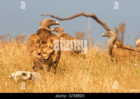 Grifone (Gyps fulvus), tre individui digerire dopo aver mangiato, Spagna Foto Stock